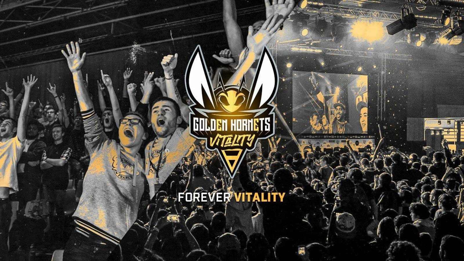 golden-hornets-1